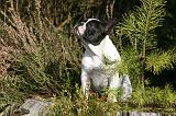 BOULEDOGUE FRANCAIS 1183